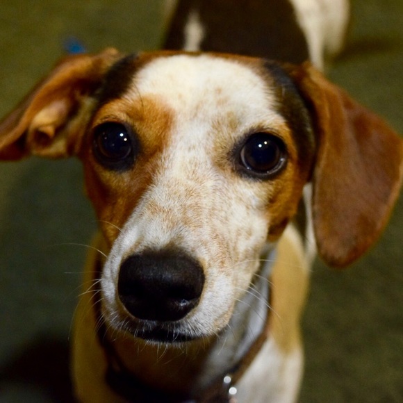 EUC Ginger NerdGirl, New-2-Poshmark. Hi! - Picture 16 of 16